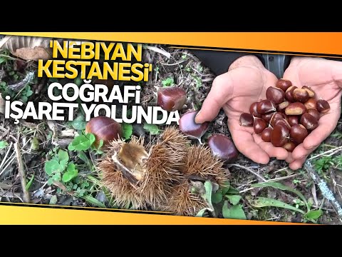 'Nebiyan Kestanesi' Coğrafi İşaret Yolunda