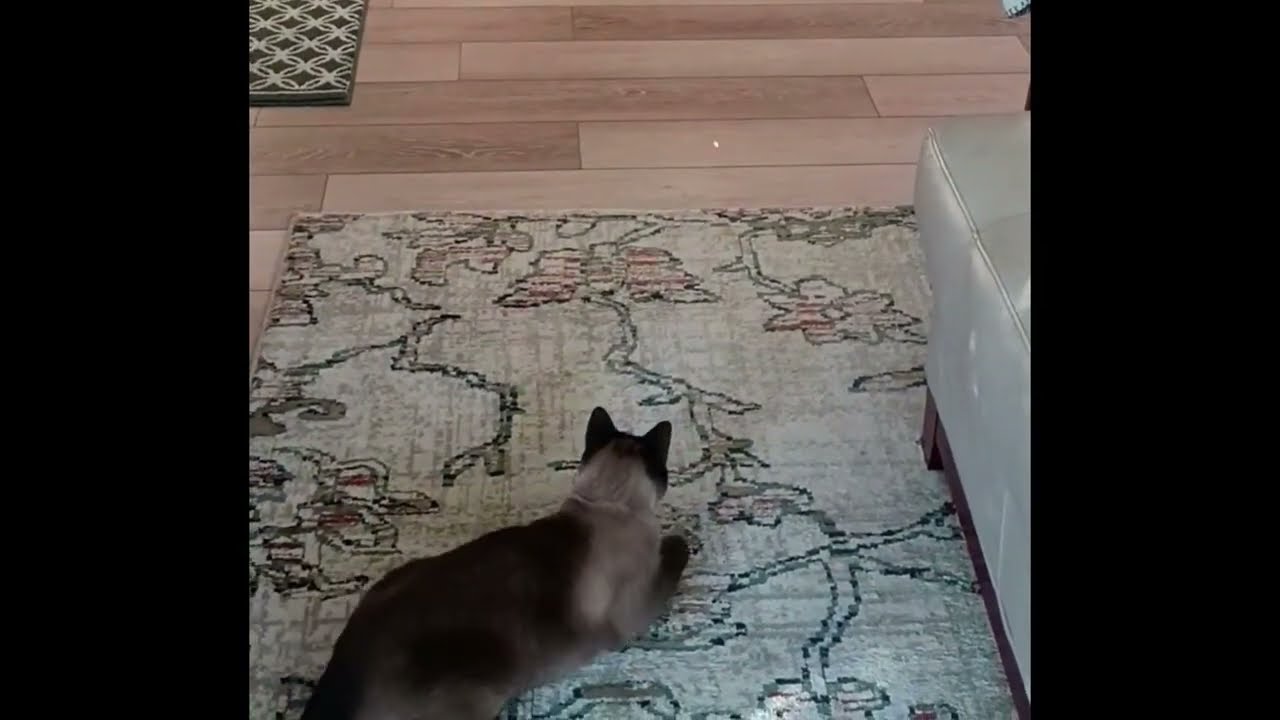 Enlarge Sushi, an adopted Siamese in Laguna Woods, CA video 2/6