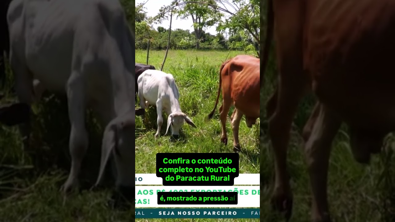 Boi Gordo Rumo aos R$ 400? Leite Importado Ameaça Laticínios