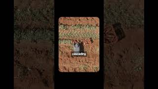 Claude Saved a Dying Plant in 13 Minutes