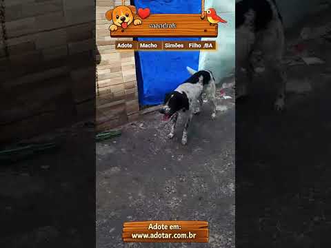 Vídeo de mandrak