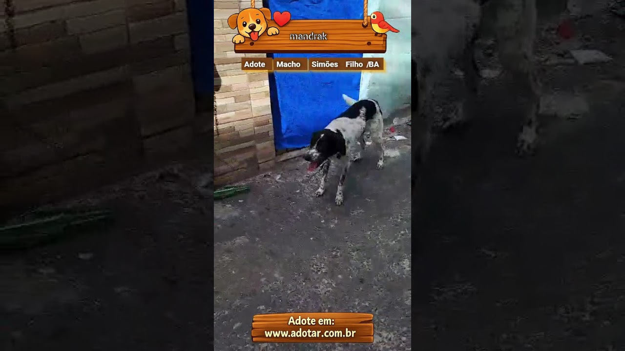 Cachorro raça SRD-ViraLata idade 5 anos nome mandrak