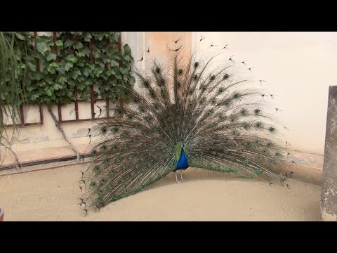 Jardim do Palácio Wallenstein, Praga, República Tcheca / Valdštejnská zahrada, Praga, Česko