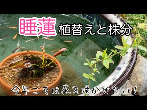 沼菖蒲の鉢替え