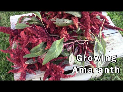 A Little About Growing Amaranth - And How To Save The Seeds