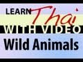 Learn Thai with Video - Wild Animals