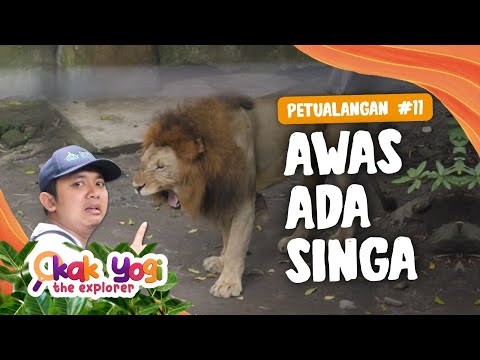 Kak Yogi The Explorer #11: Awas Ada Singa