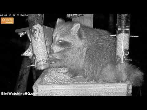 The story of the raccoon that broke my feeder...