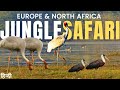 Jungle Safari Secrets Of Europe North Africa Wildlife Documentary Animal Planet In Hindi
