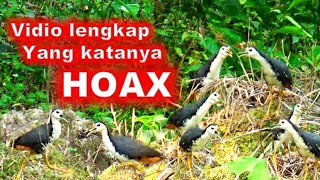 Download lagu Suara pikat ruak ruak ampuh lagi di buktikan di sawitan mp3 Download lagu Suara pikat ruak ruak ampuh lagi di buktikan di sawitan mp3
