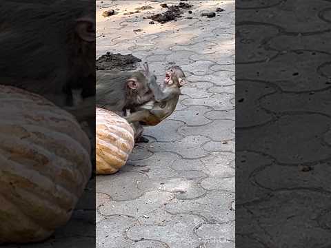 Baby Monkey Faces Terrifying Attack 🔥😱#monkey #attack #babymonkey #shorts #viral