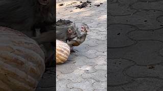 Baby Monkey Faces Terrifying Attack 🔥😱#monkey #attack #babymonkey #shorts #viral