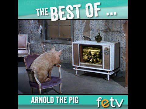 The Best of Arnold the Pig | Green Acres - YouTube