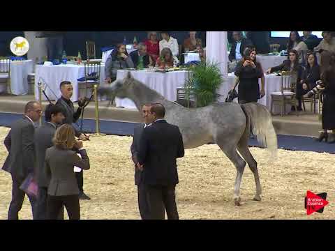 N.18 KATARA AL WAAB - SEWC 2019 - 2 Years Old Fillies (Class 2)