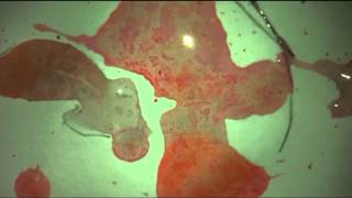 Caddywhompus, Brand New Bag, Cavemen ~ November 20th