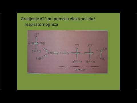 Respiratorni niz i oksidativna fosforilacija