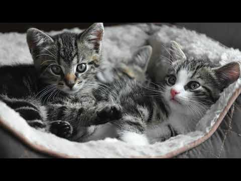 Kittens in Dream - Meaning, Symbol & Interpretation - [Is it bad?]