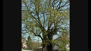 preview picture of video 'Vendolí -  lípa 500 let stará - památný strom'