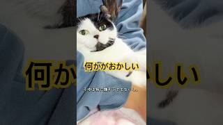 it's a cat.猫です！よく見ると変なんです！#cat #animals #保護猫 #ねこのいる生活 #猫のいる暮らし #ハチワレ
