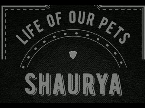 LIFE OF OUR PETS - EP 24 - SHAURYA