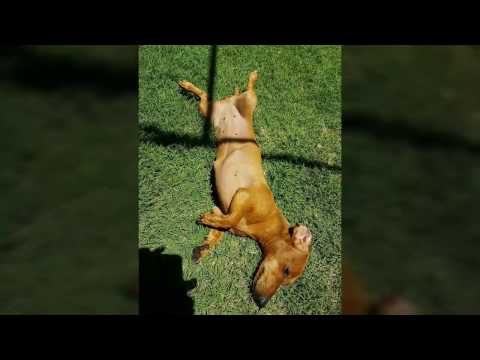 "DÍA NACIONAL DEL PERRO SALCHICHA"