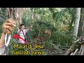 Gak Nyangka Mikat Di Desa Dapat Murai Batu Super Gacor Ekor Panjang