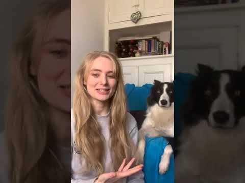 Part of a video titled How to Clean a Dog Without Bathing Them! #shorts #relaxmydog