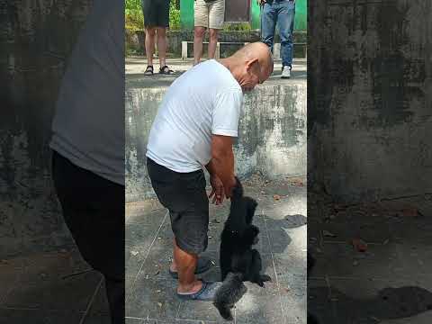 ara bagas bermain sama monyet siamang sky... kejar ara gak dapat sky jadi tangkap bagas kena deh