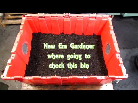 Red Wiggler bin time to check them