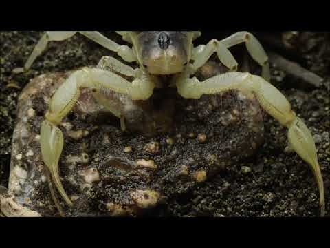 Types of scorpions and their characteristics