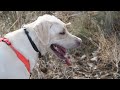 2022 Pheasant Hunt