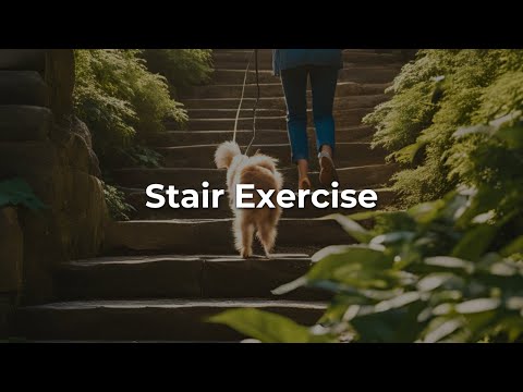 Stair Exercises – Video Stair Exercises - Video