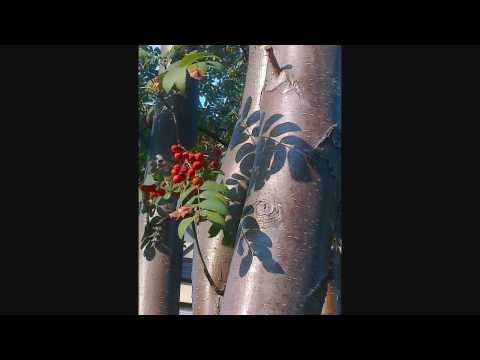 Luigi Boccherini - Symphony in C major Op. 21 No. 3, G 523 FULL LENGTH