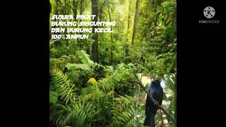 Download lagu Suara pikat burung srigunting krantil kompilasi burung kecil ampuh buat mikat di hutan mp3 Download lagu Suara pikat burung srigunting krantil kompilasi burung kecil ampuh buat mikat di hutan mp3