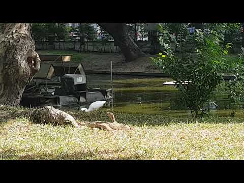 Bangkok rumpini the park giant lizards to hunt birds.