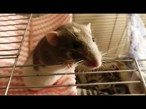 Rats Marpa and Pema did not share the cookies. How will it all end? #video #pets #rat