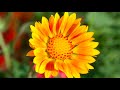 Angiosperms Flowering Plants