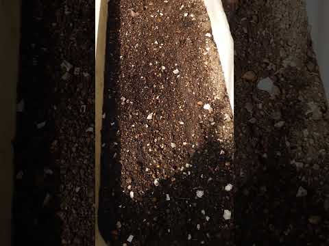 苗にはどんな土を使えばいいのでしょうか？種子の発芽を保証する混合物はこちらです。  庭園