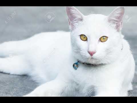 Hellsinker BGM - TUTORIAL