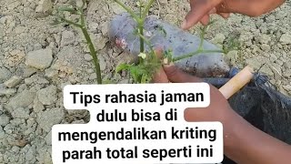 Download lagu Tips petani cabe, rahasia jaman dulu bisa mengendalikan daun kriting parah seperti ini. mp3 Download lagu Tips petani cabe, rahasia jaman dulu bisa mengendalikan daun kriting parah seperti ini. mp3
