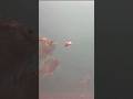 Video Thumbnail for Perch abduction ? #short #fishing  #subscribe #shorts