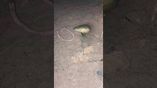 Download lagu ngerii gerak dikit langsung hilang hii merinding #berandayoutube #belut #vidioshorts #ngerii mp3 Download lagu ngerii gerak dikit langsung hilang hii merinding #berandayoutube #belut #vidioshorts #ngerii mp3