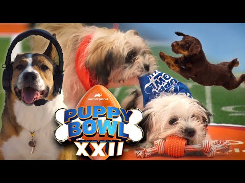 Puppy Bowl 2026! Meet the 150 Rescues From 72 Shelters Across the US - YouTube