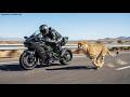 Cheetah Vs Kawasaki Ninja H2R Ultimate Speed Test