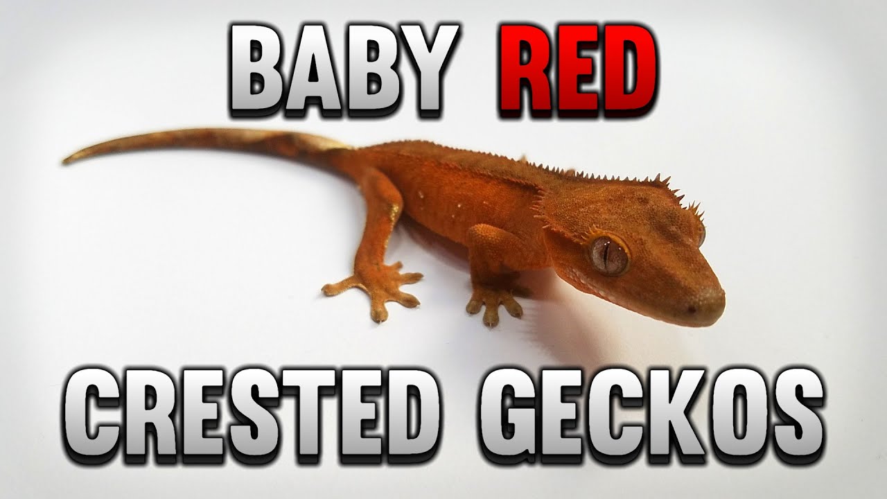 Baby Red Crested Geckos! Website Update!