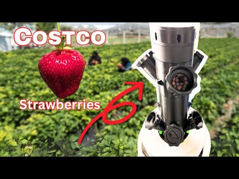 Growing Costco Strawberries in a 3D printed hydroponics tower