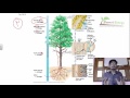 Plant Physiology Lecture Plant Physiology Class 11 And Class 12 NCERT Biology Lecture Videos