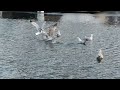 Seagulls Squawking And Attacking Each Other