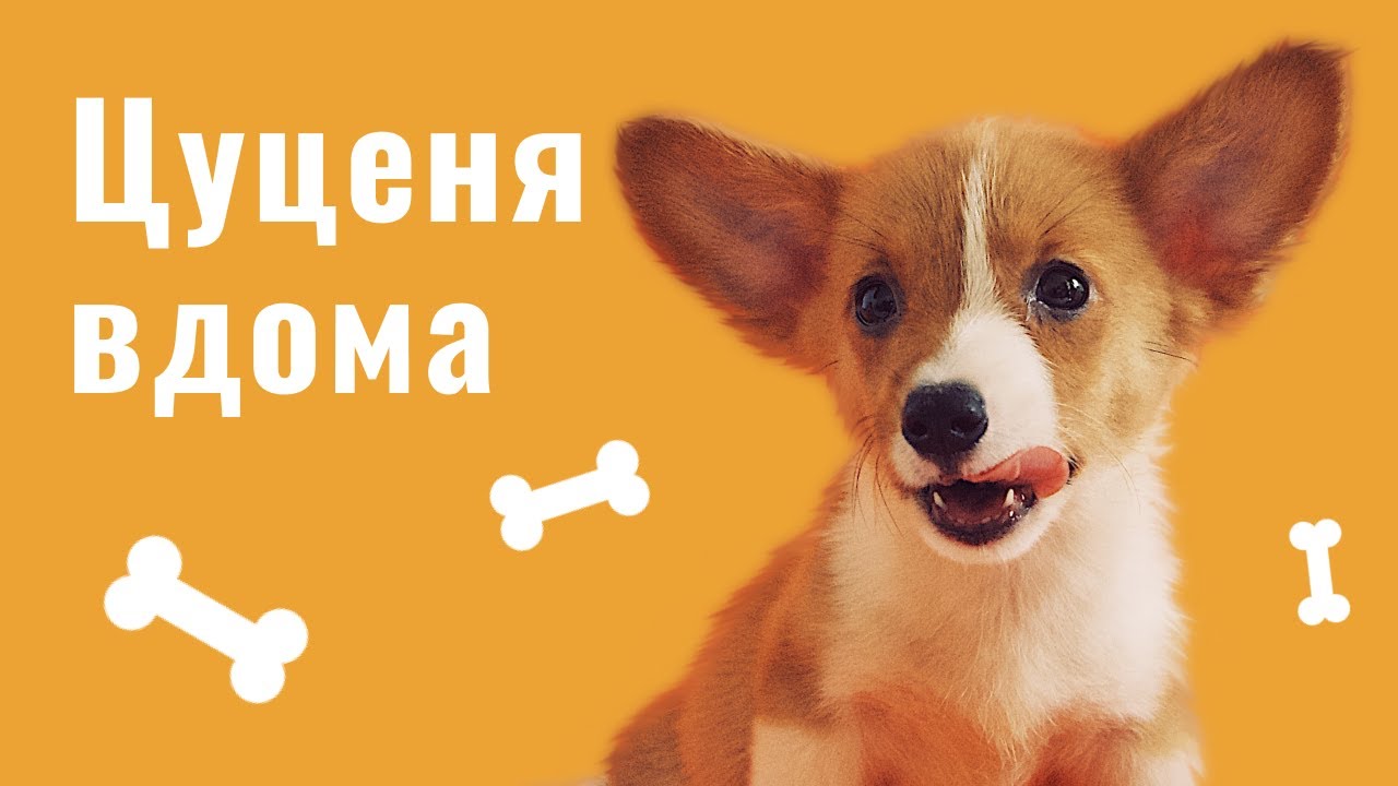 YouTube video preview