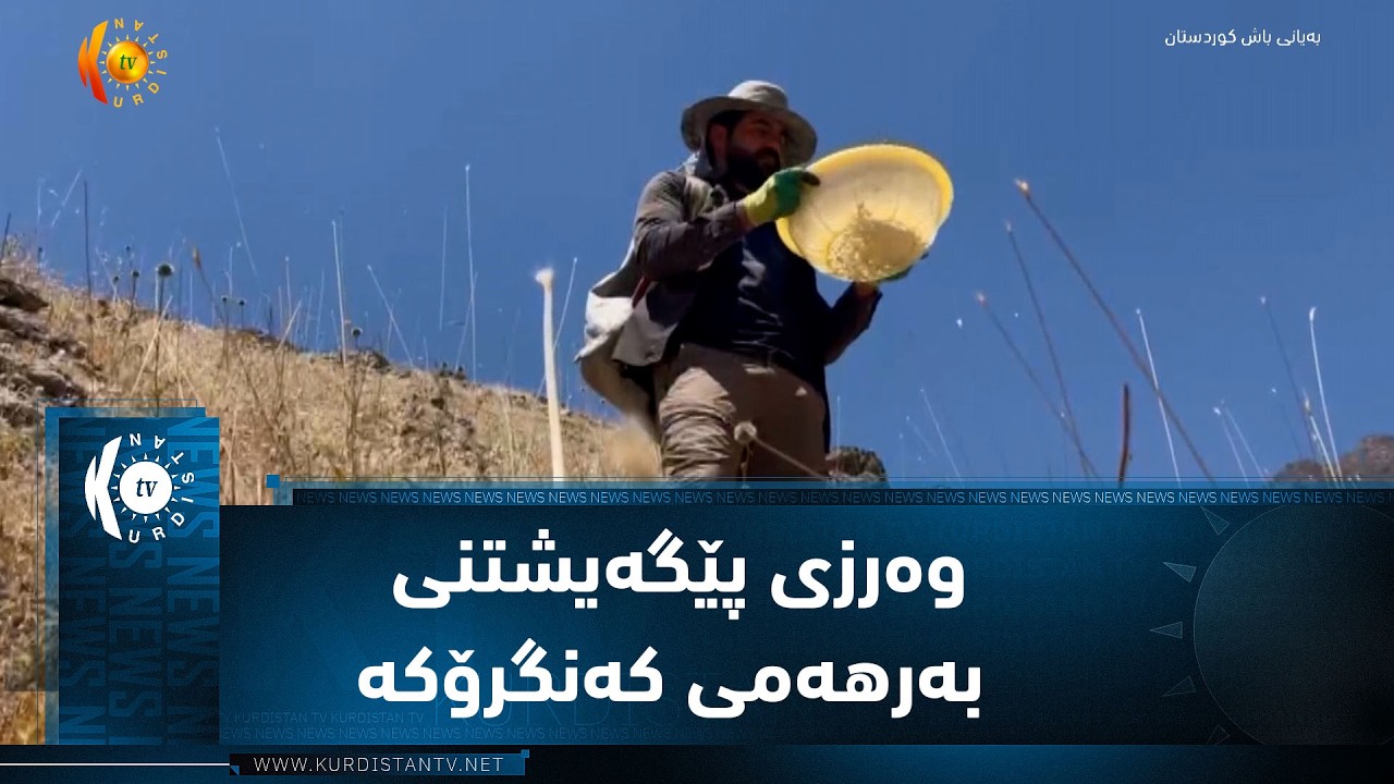 ڤیدیۆ | سیدەکان ..   وەرزی پێگەیشتنی بەرهەمی کەنگرۆکە